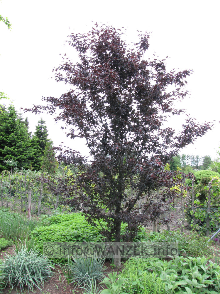 Fagus sylvatica Rohanii 4m.JPG